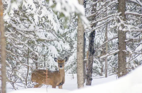 DNR doubles UP deer habitat grant funding